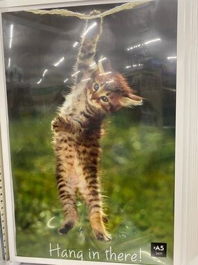 Hang In There! Cat Poster - Brown Kitten Wall Art